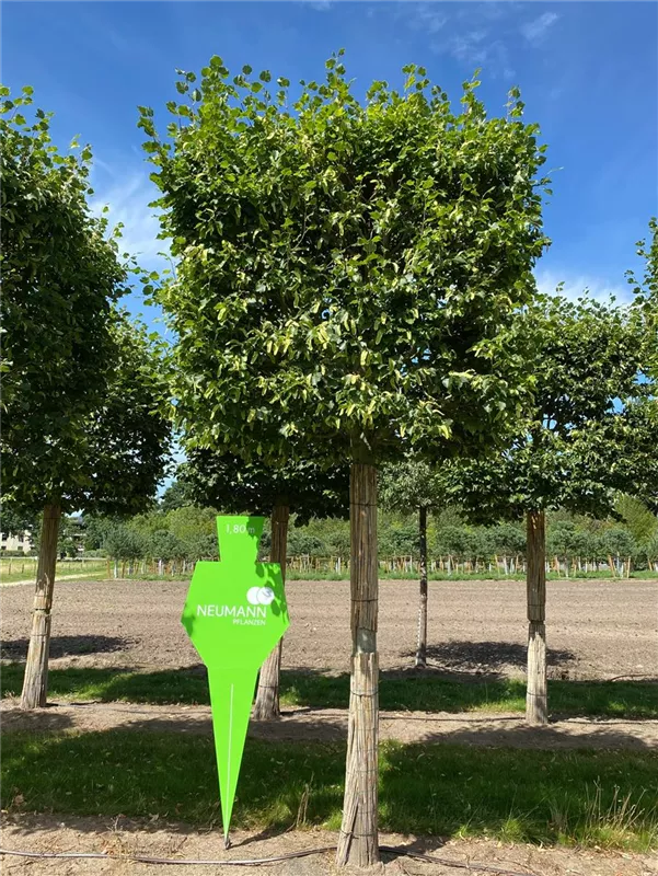 Tilia cordata 'Rancho'