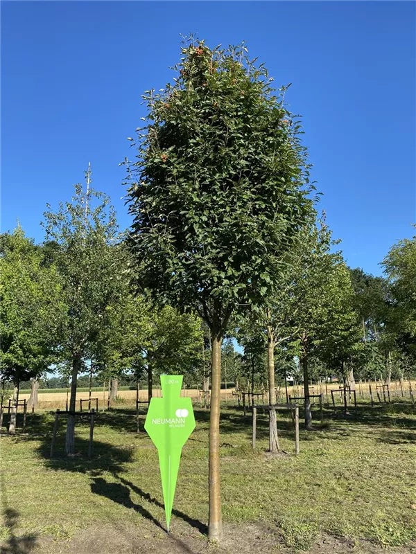 Sorbus thuringiaca 'Fastigiata'