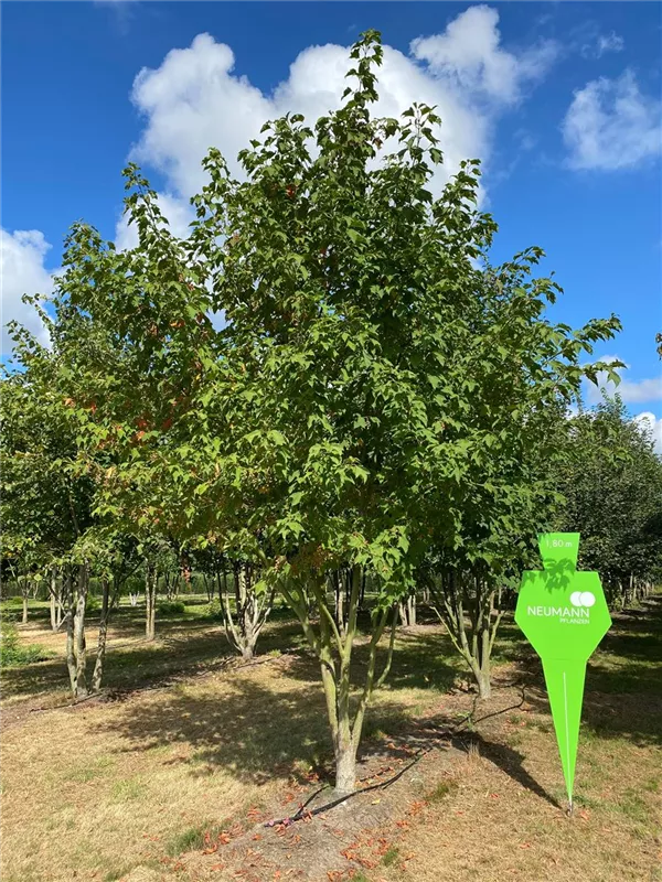 Acer rubrum 'Red Sunset'