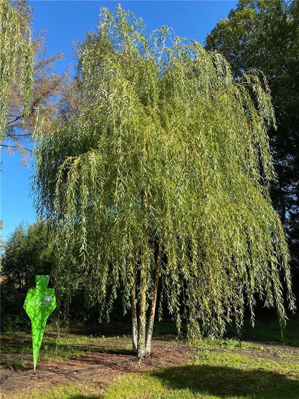 Salix alba 'Tristis'