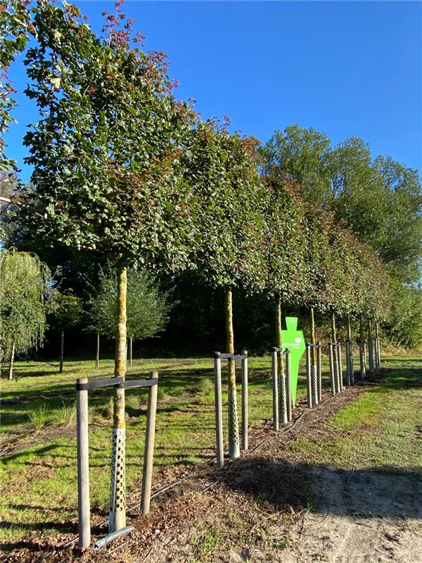 Acer campestre 'Red Shine'