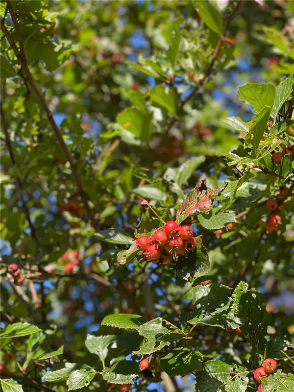 Crataegus prunifolia 'Splendens'