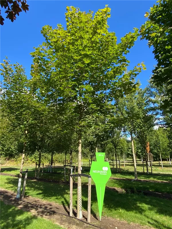 Acer platanoides 'Farlake's Green'