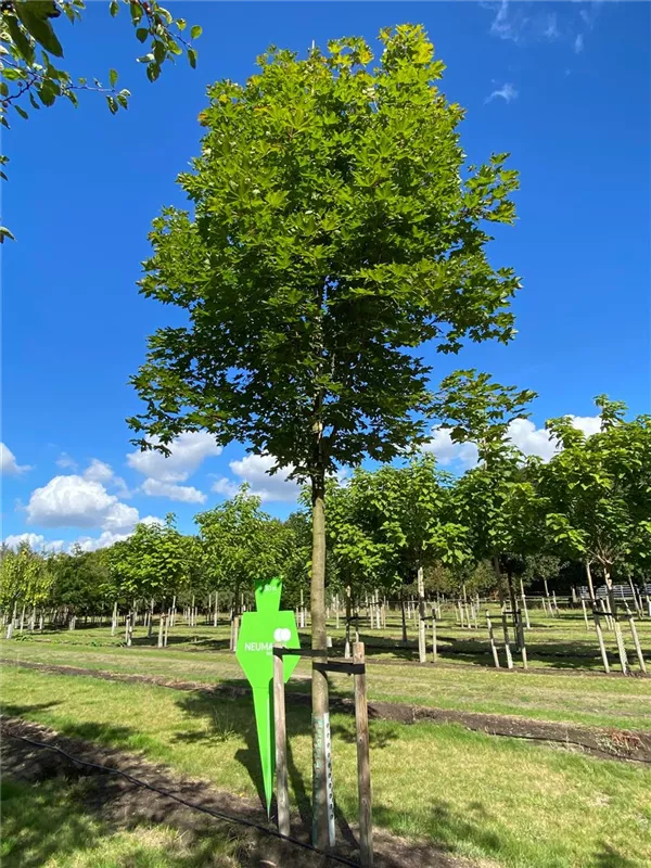 Acer platanoides 'Cleveland'