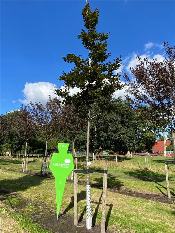 Fagus sylvatica purpurea