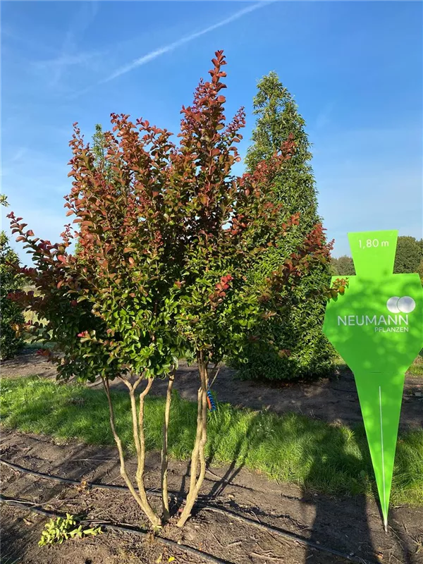 Lagerstroemia indica 'Tuscarora'