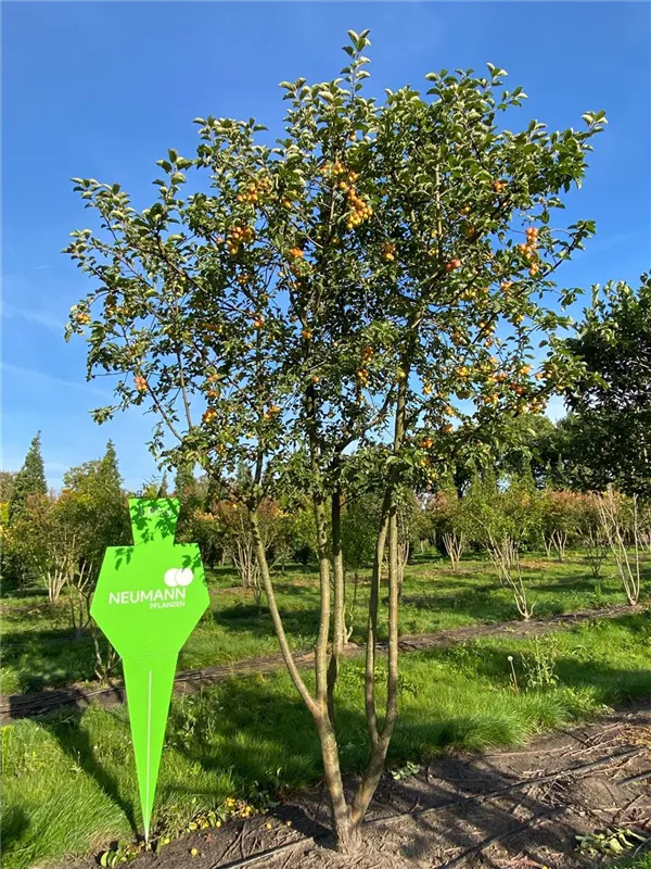 Malus 'Butterball'