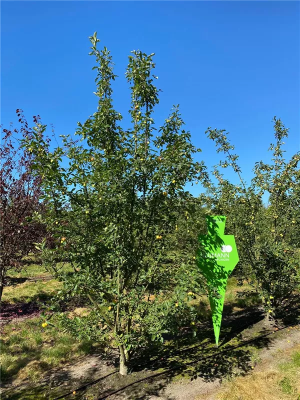 Malus 'Butterball'