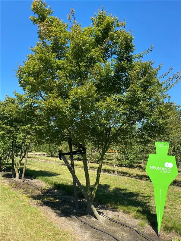 Acer palmatum