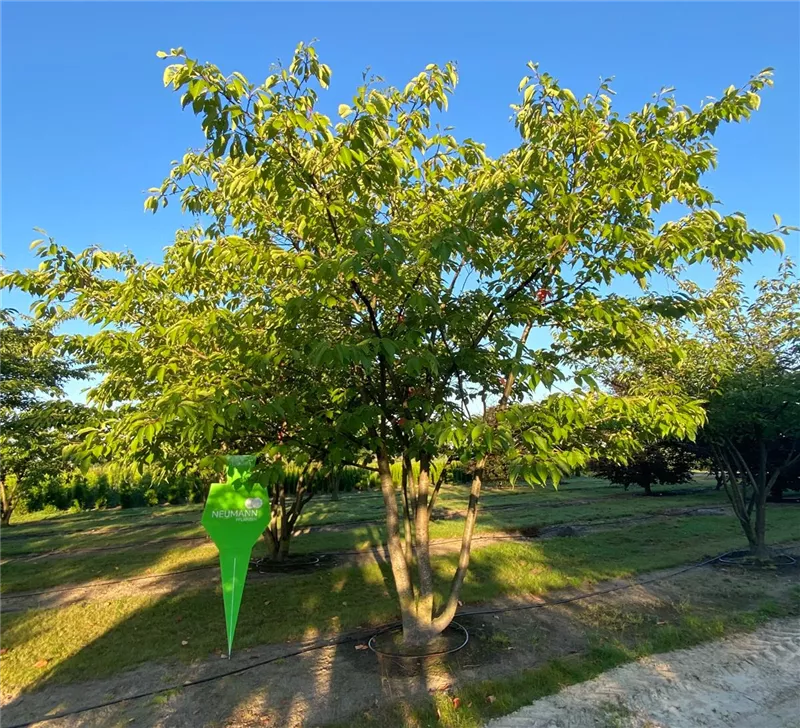 Prunus serrulata 'Taihaku'