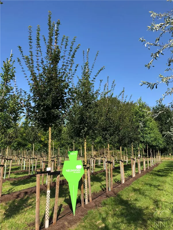 Acer campestre 'Elsrijk'