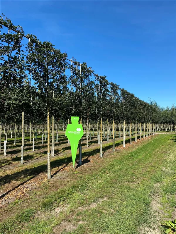 Acer campestre 'Red Shine'