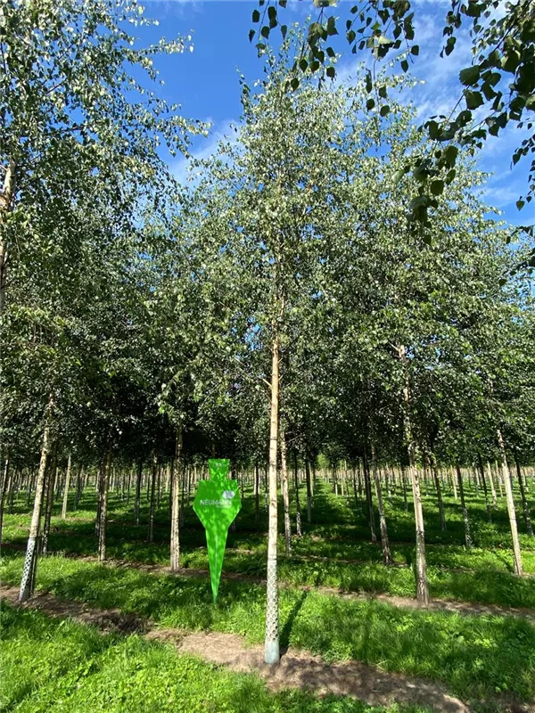 Betula pendula