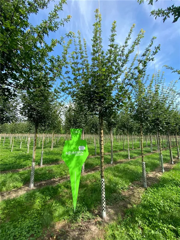 Acer campestre 'Elsrijk'