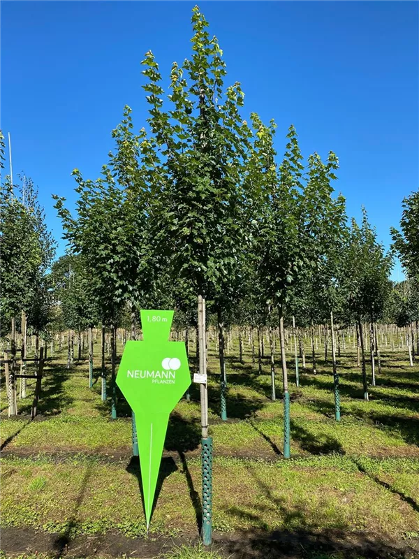 Acer rubrum 'Brandywine'