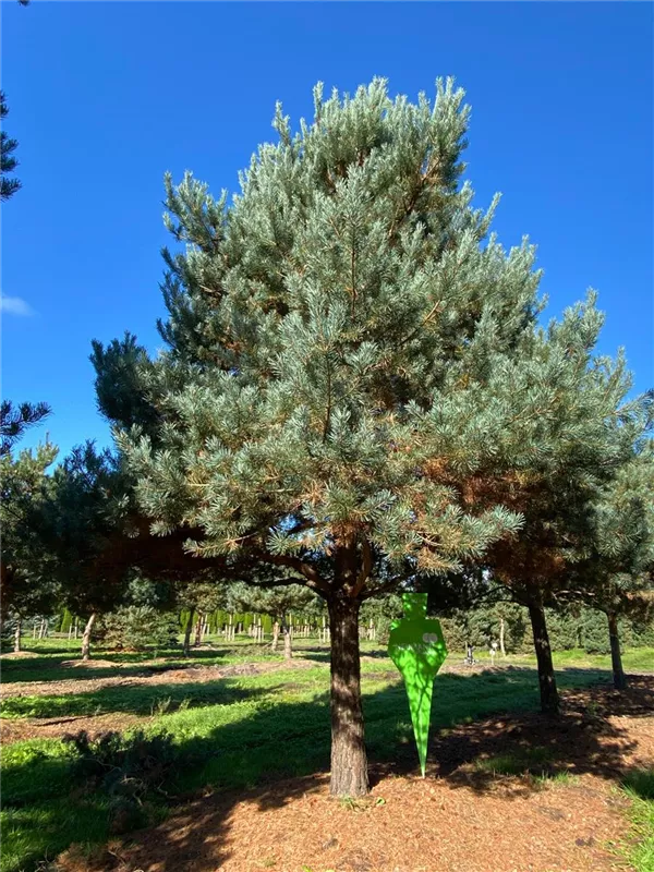 Pinus sylvestris