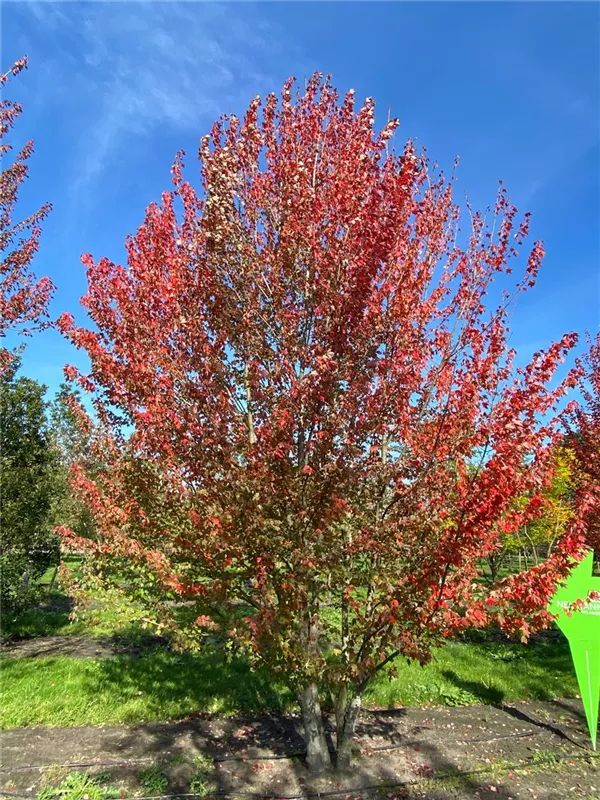 Acer rubrum 'Red Sunset'