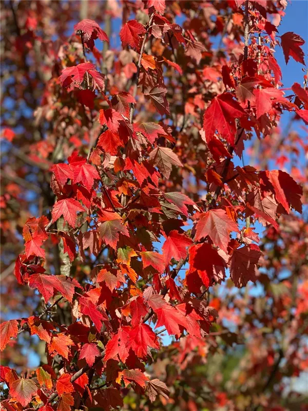 Acer rubrum 'Red Sunset'