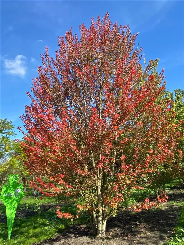 Acer rubrum 'Red Sunset'