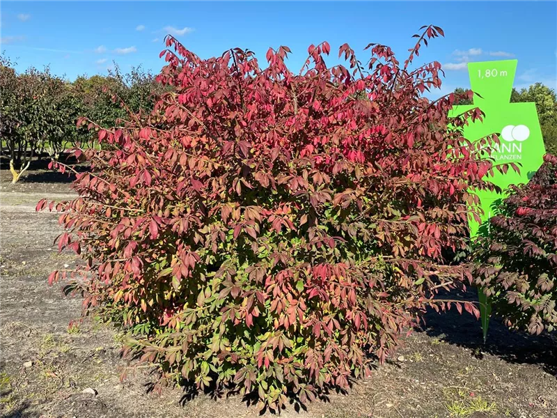 Euonymus alatus