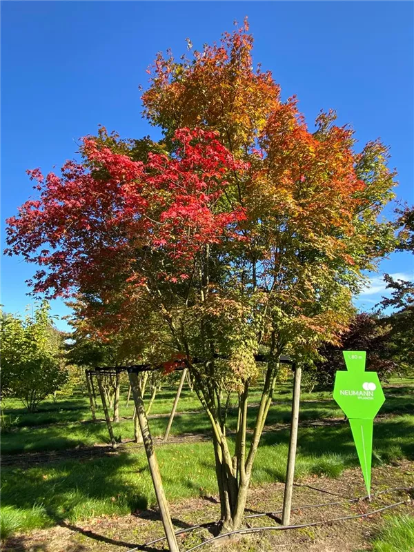 Acer palmatum