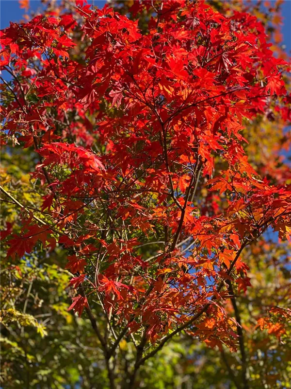 Acer palmatum