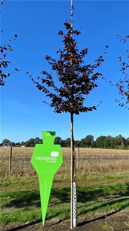 Fagus sylvatica purpurea