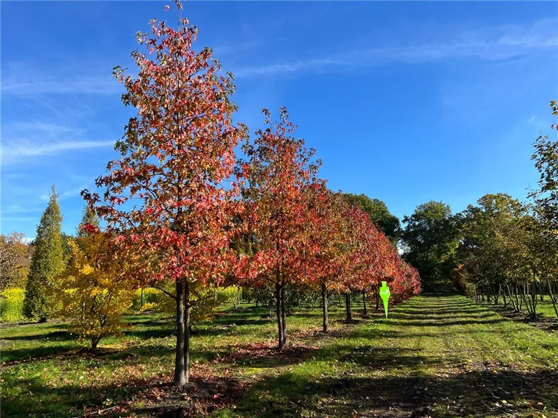 Liquidambar styraciflua