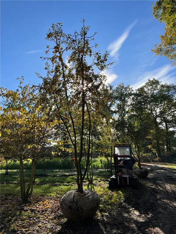 Malus 'Butterball'