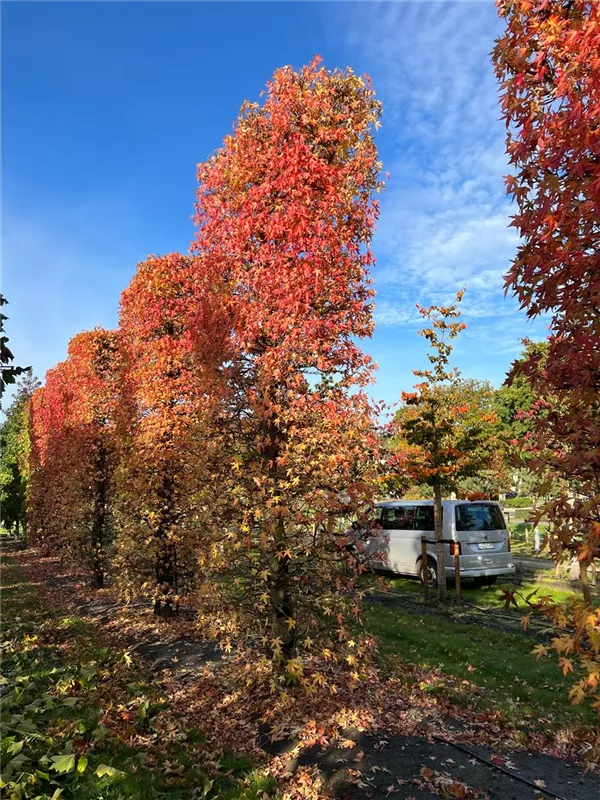 Liquidambar styraciflua 'Worplesdon'