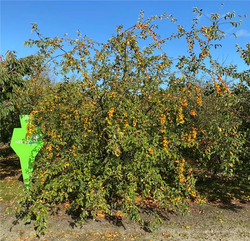 Malus 'Butterball'