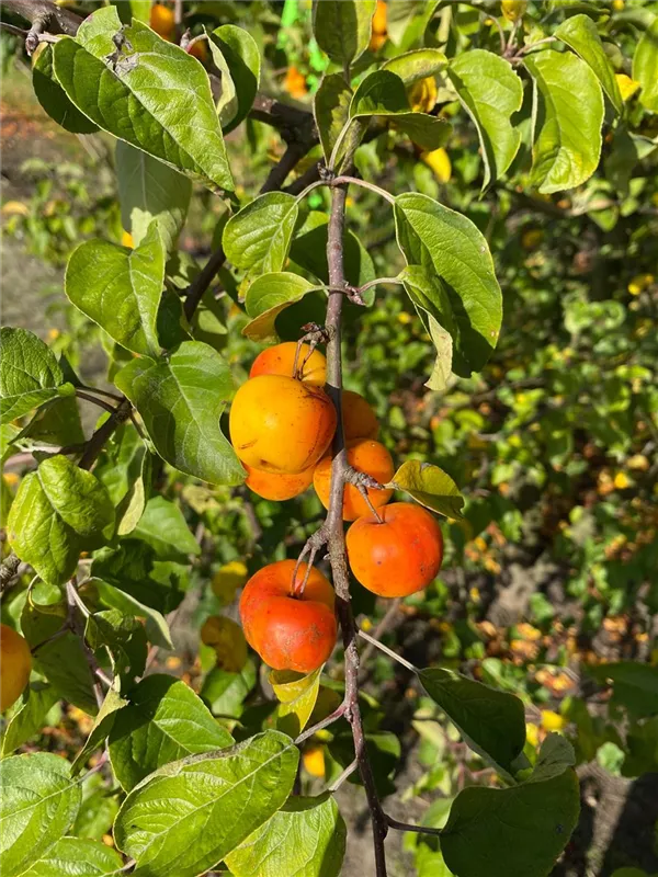 Malus 'Butterball'