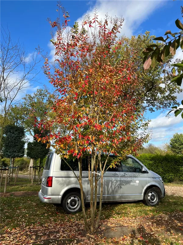 Lagerstroemia indica 'Muskogee'