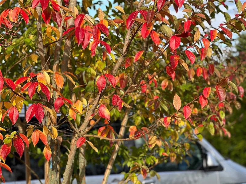 Lagerstroemia indica 'Muskogee'