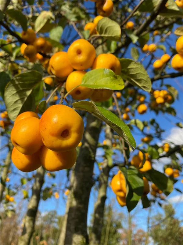 Malus 'Butterball'