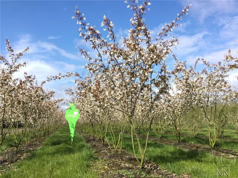 Amelanchier lamarckii