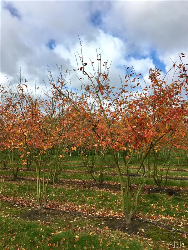 Amelanchier lamarckii