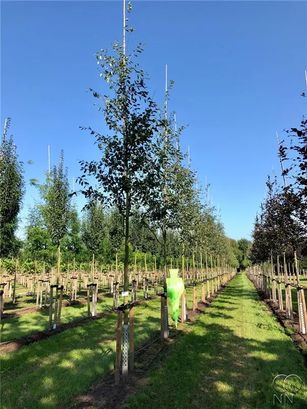 Amelanchier lamarckii