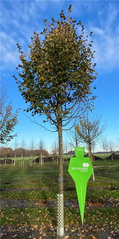 Tilia cordata