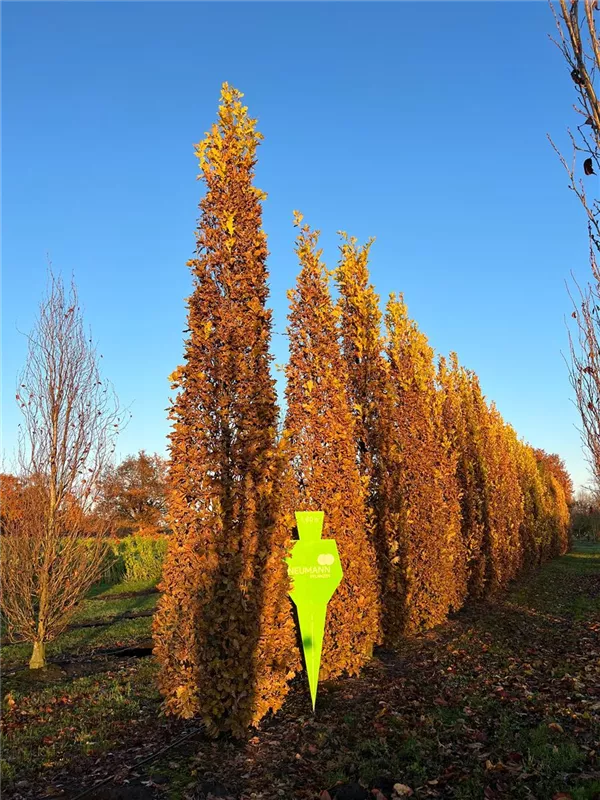 Quercus robur 'Fastigiata Koster'