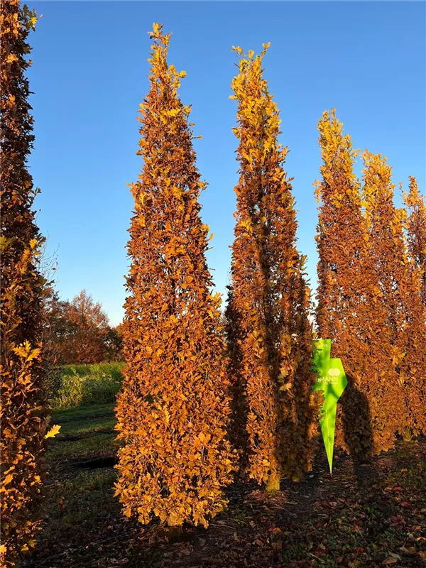 Quercus robur 'Fastigiata Koster'