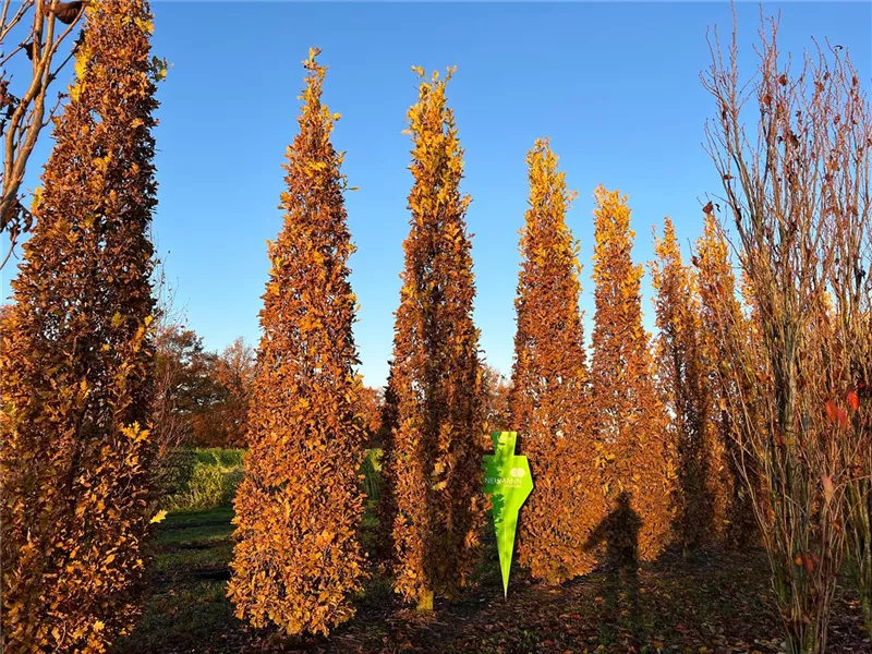 Quercus robur 'Fastigiata Koster'