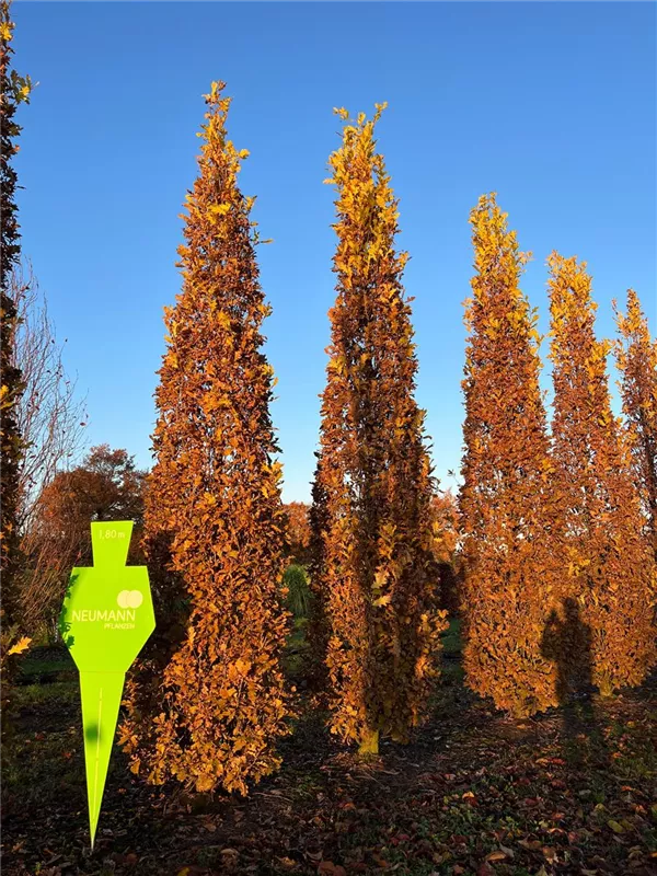 Quercus robur 'Fastigiata Koster'