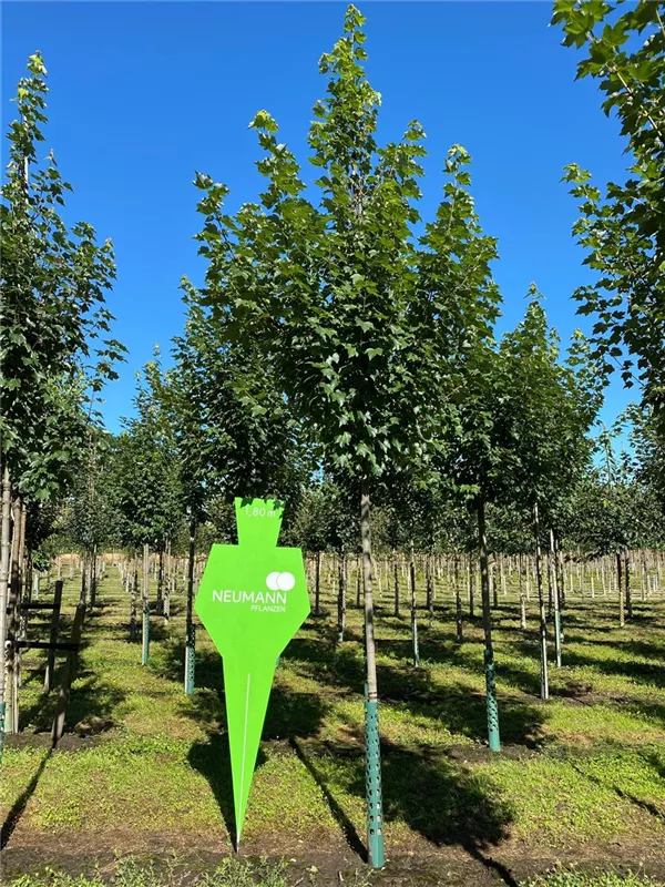 Acer rubrum 'Brandywine'