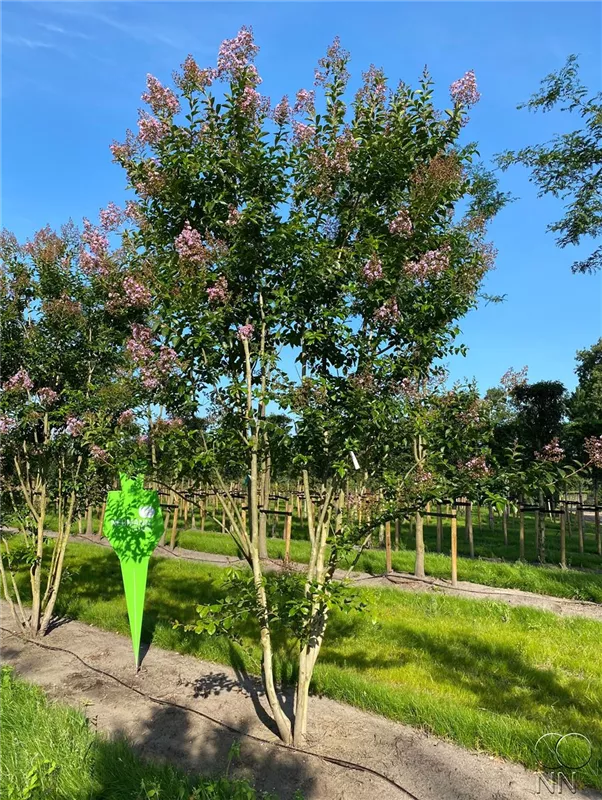 Lagerstroemia indica 'Muskogee'