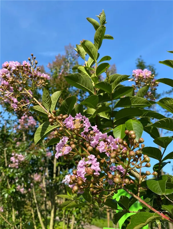 Lagerstroemia indica 'Muskogee'