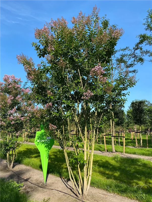 Lagerstroemia indica 'Muskogee'