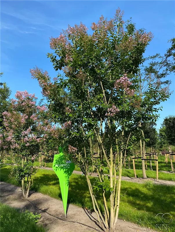 Lagerstroemia indica 'Muskogee'