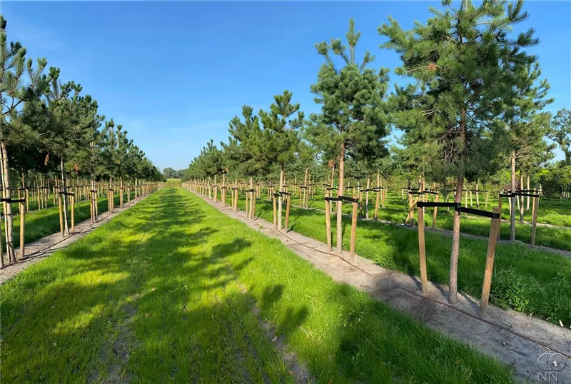 Pinus sylvestris