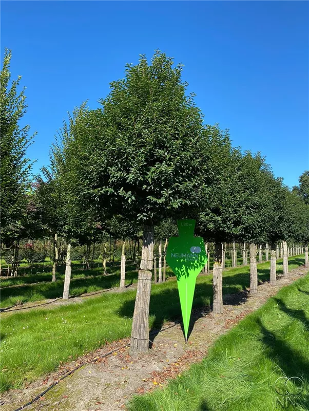 Prunus lusitanica 'Angustifolia'